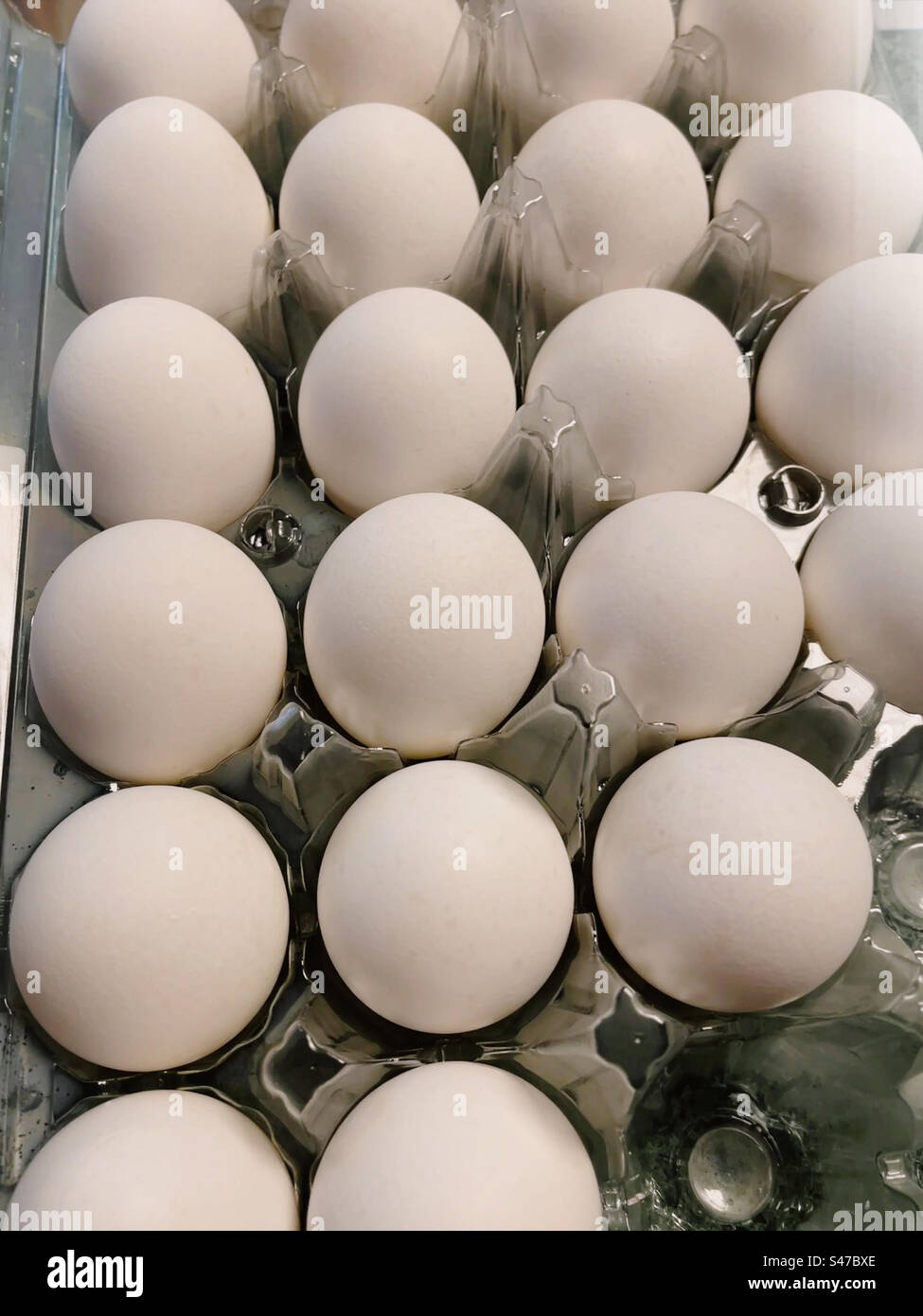 Close up of a large open carton of fresh white eggs at Costco, United States - Smartphone Captured Stock Image