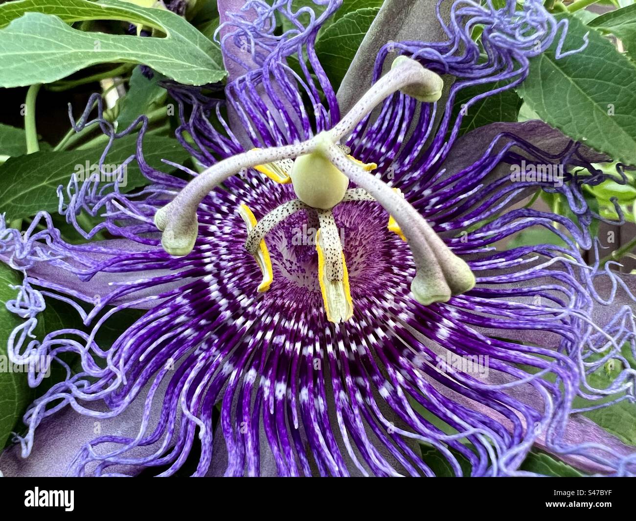 Purple passionflower - Smartphone Captured Stock Image