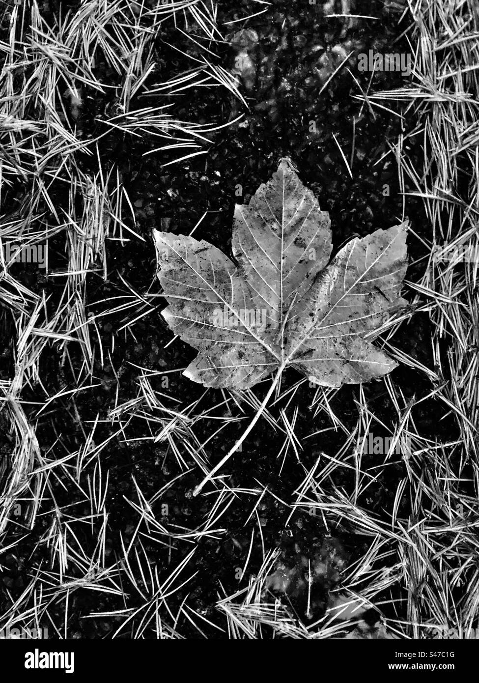 Autumn leaves - Smartphone Captured Stock Image