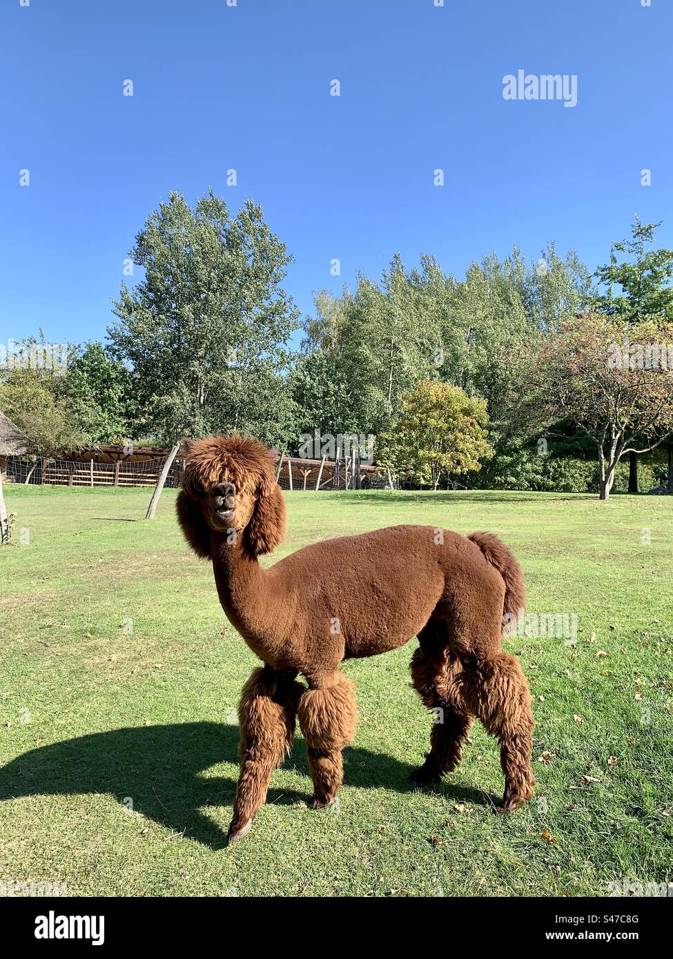 Furry alpaca animal in a farm outdoors - Smartphone Captured Stock Image