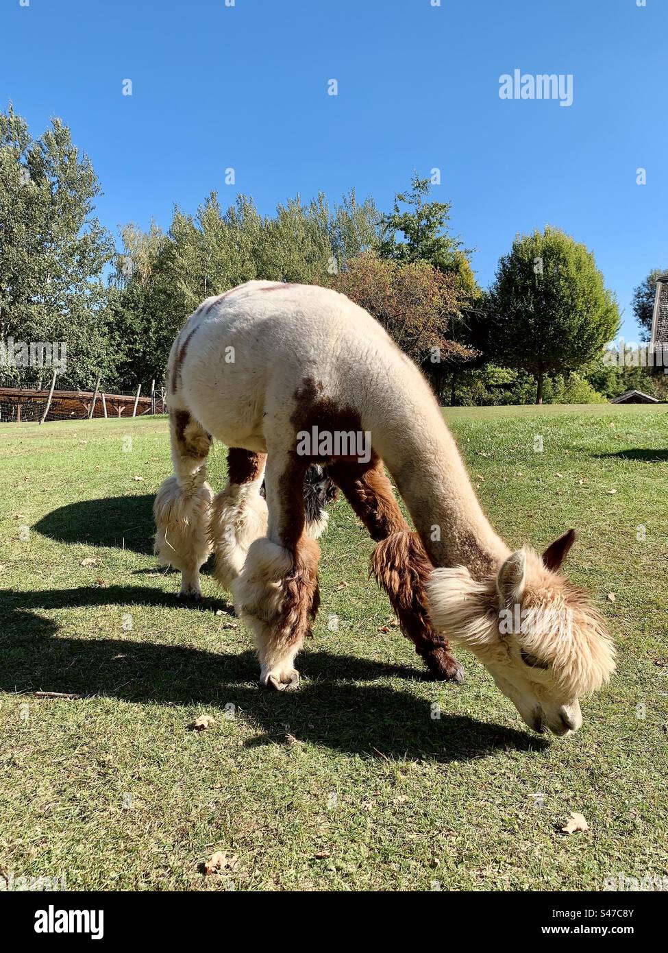 Cute alpaca eats grass on a farm on a sunny summer day - Smartphone Captured Stock Image