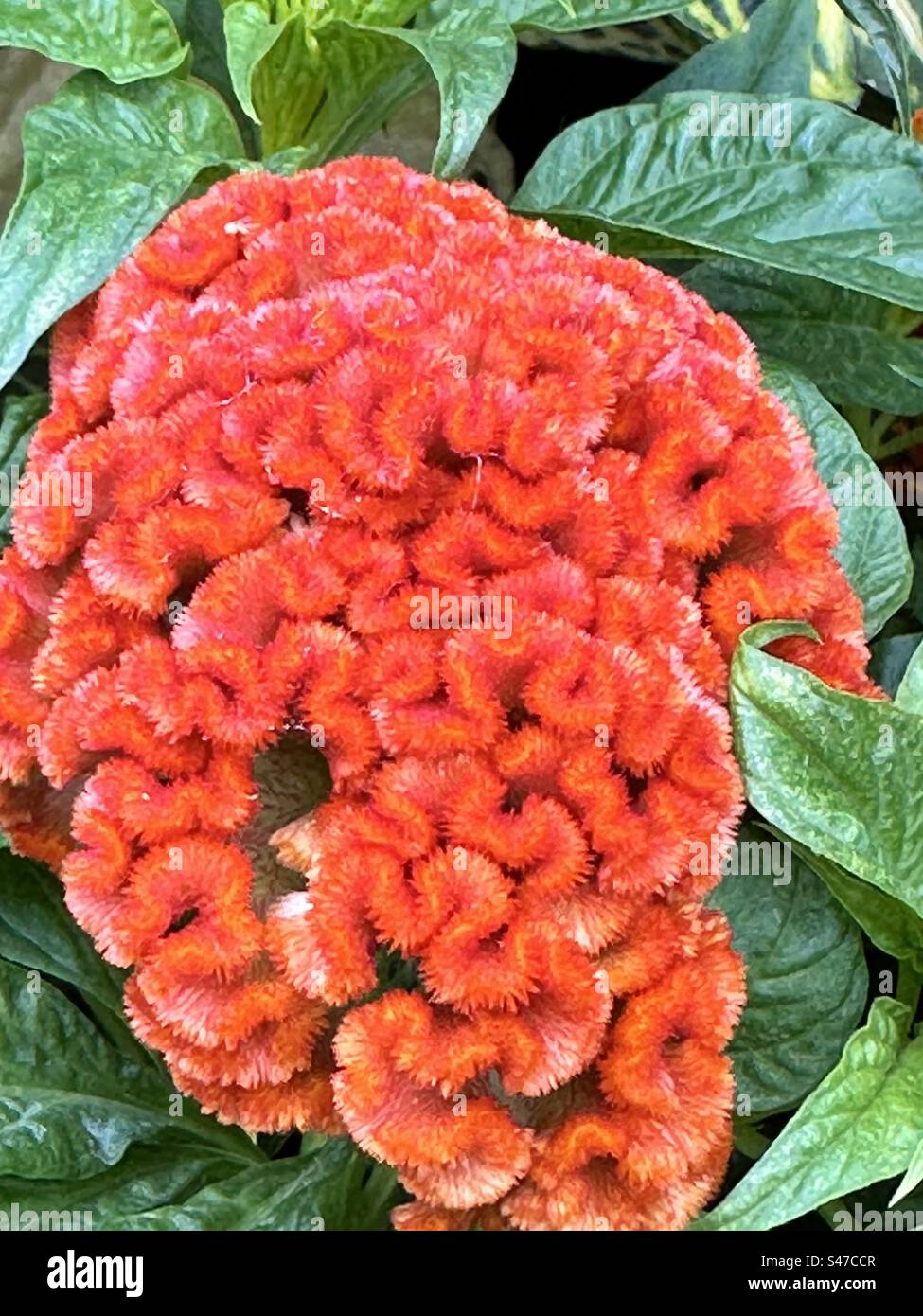 Brain plant hi-res stock photography and images - Alamy