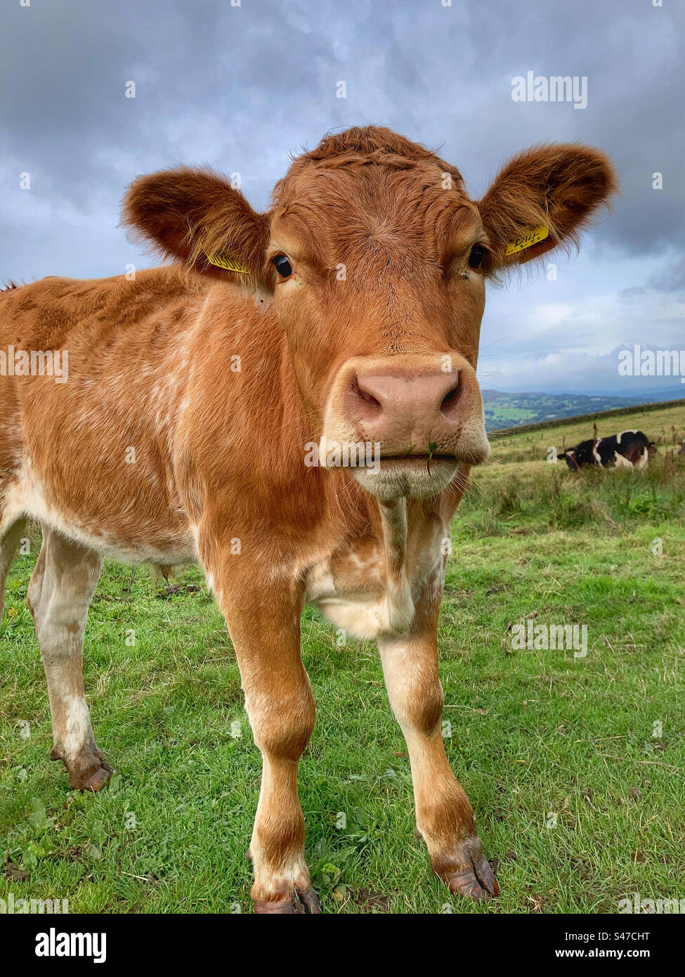 Bullock in a field in Guiseley West Yorkshire - Smartphone Captured Stock Image