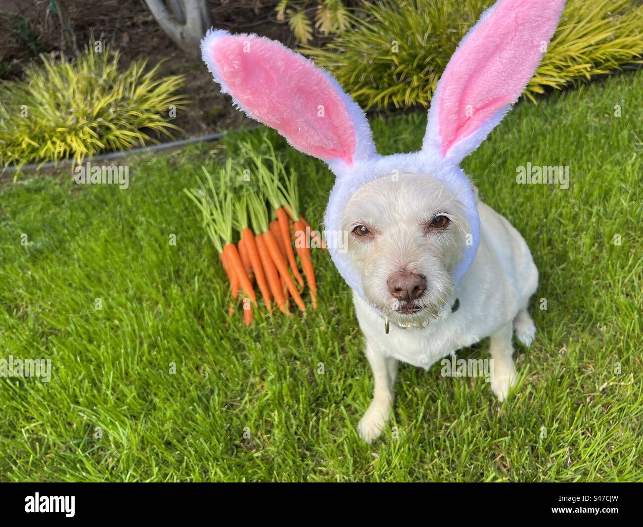 Dog dressed as a rabbit hi-res stock photography and images - Alamy