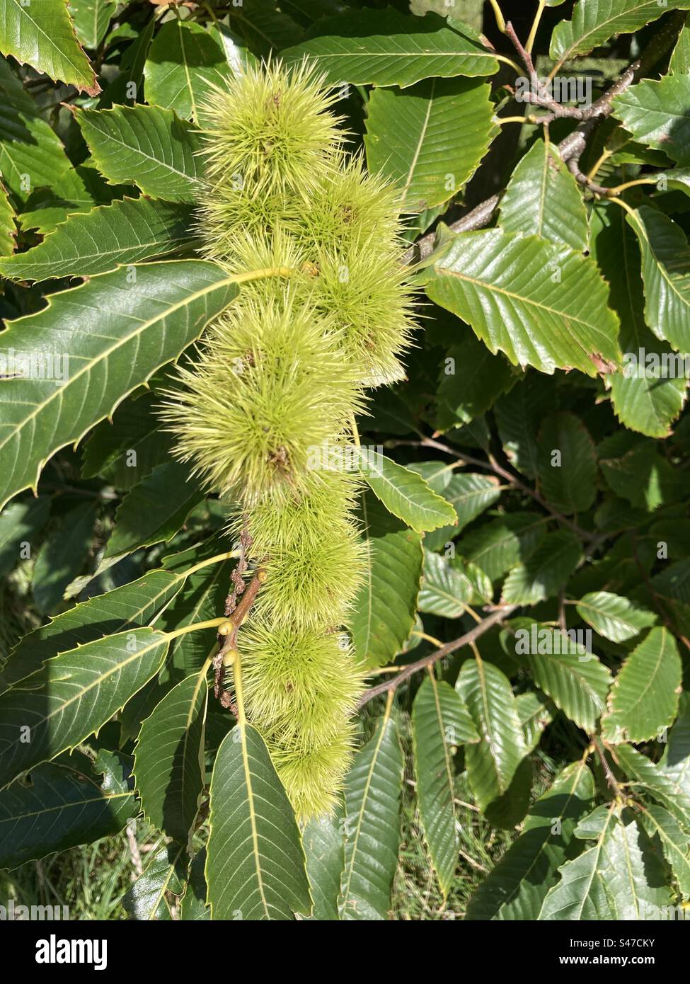 Some green chestnuts in their prickly shells on the tree - Smartphone Captured Stock Image