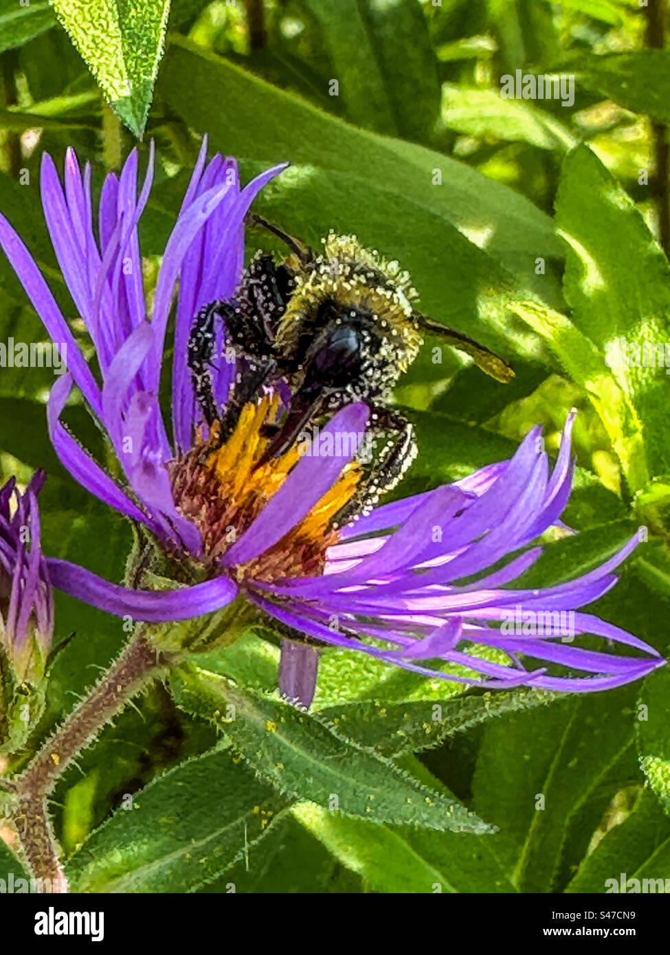 Close up of bumblebee on Astor Stock Photo