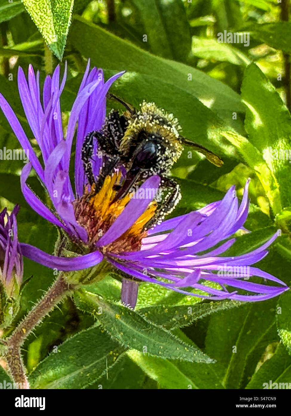 Close up of bumblebee on Astor - Smartphone Captured Stock Image