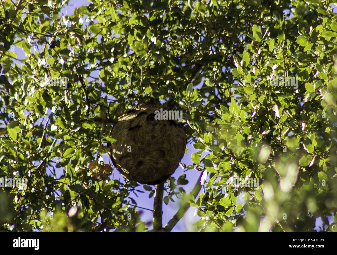 Asian Hornet nest, high in a tree in Central Portugal Stock Photo