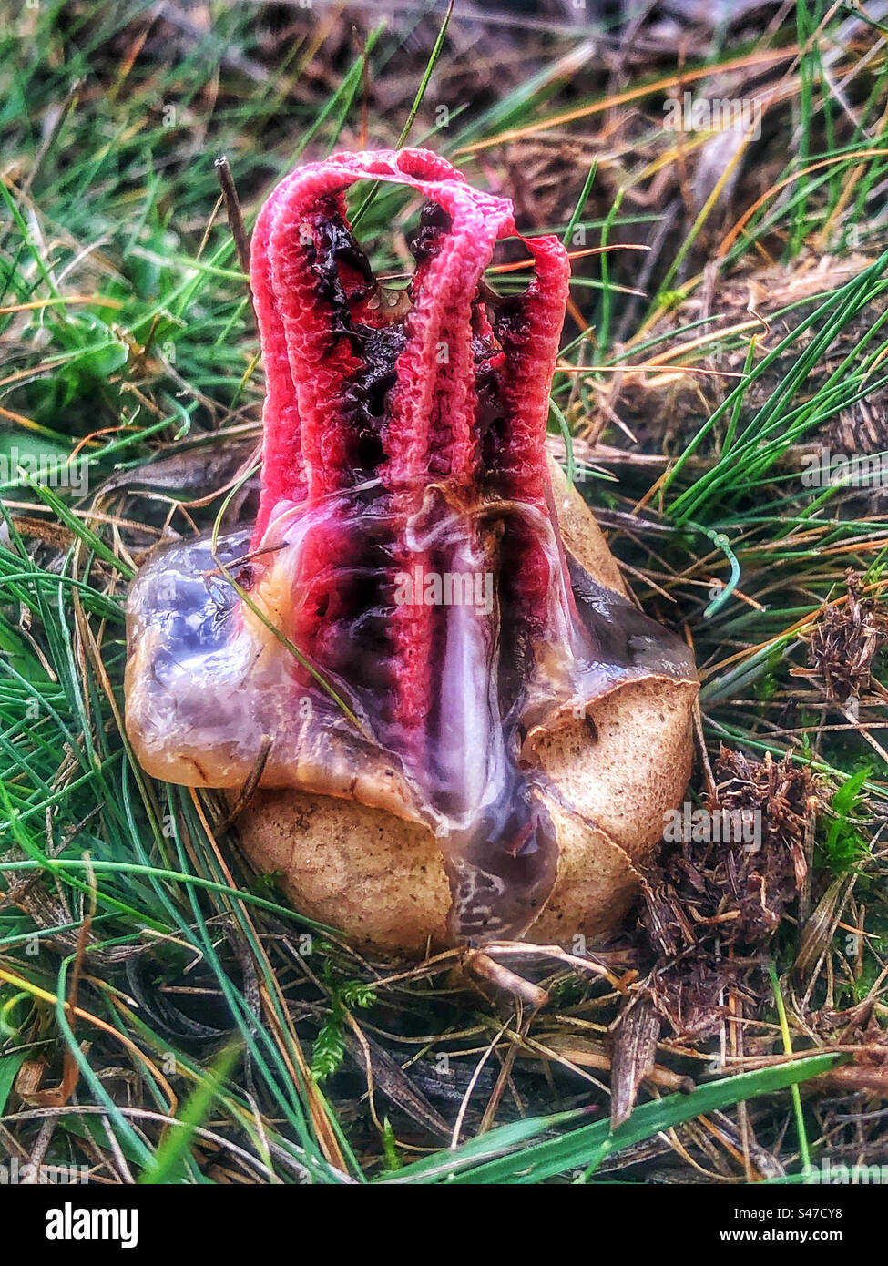 Devil's Fingers fungus (Clathrus archeri) and sometimes referred to as the Octopus stinkhorn and Squid Fungus, emerging from its slimy, gelatinous 'egg'. on heathlands in Lyndhurst, New Forest UK - Smartphone Captured Stock Image