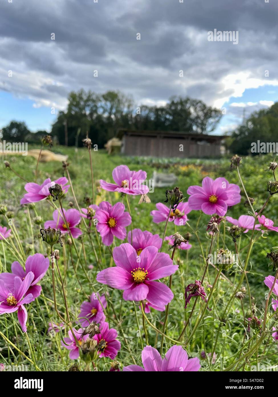 Pink flowers in a bio farm - Smartphone Captured Stock Image