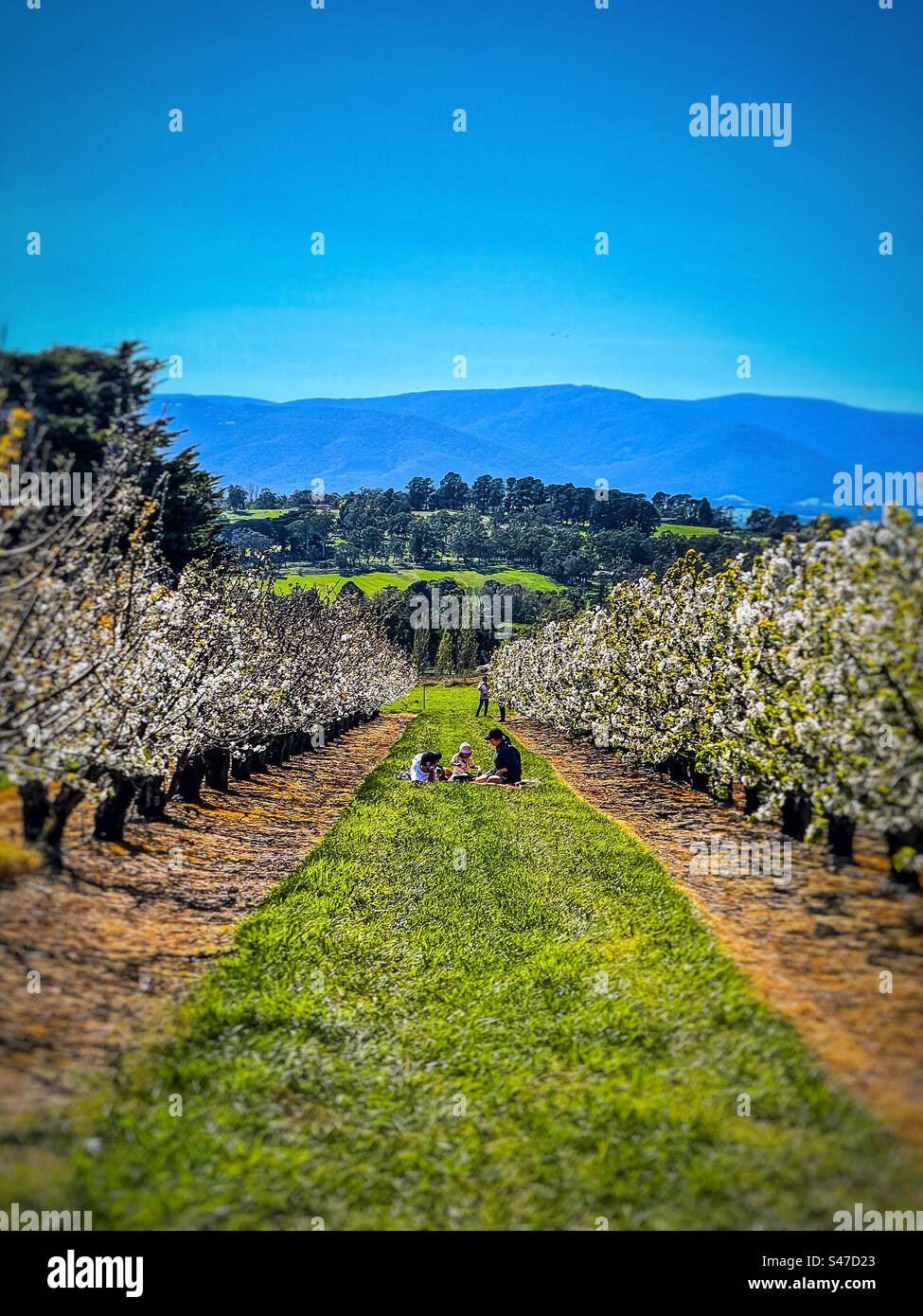 Young family enjoying a day out, on the grass, between rows of cherry trees in bloom in the orchard against greenery and mountain ranges under a clear blue sky in springtime in Victoria, Australia. - Smartphone Captured Stock Image