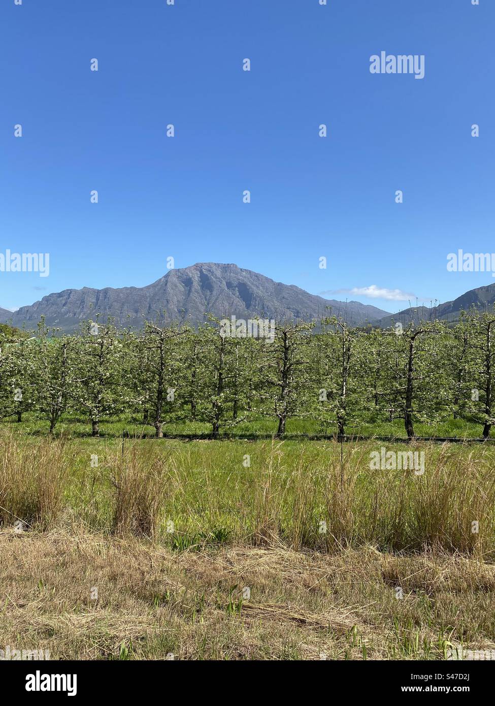 Spring in Tulbagh, Western Cape, South Africa. - Smartphone Captured Stock Image
