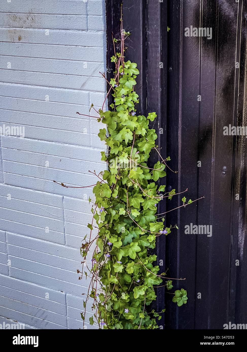 Close-up of cymbalaria muralis, commonly called Kenilworth ivy/Oxford ivy/pennywort, with small purple flowers growing up a black wooden door beside a white wall. - Smartphone Captured Stock Image
