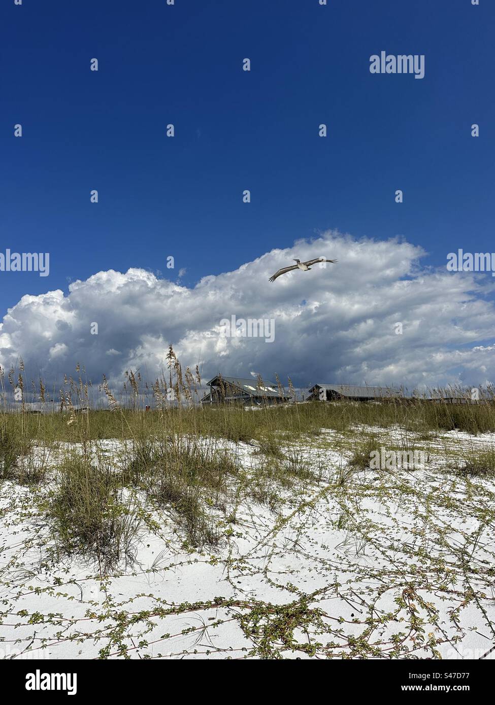 Pelican flying over white beach sand dunes at Henderson Beach State ...