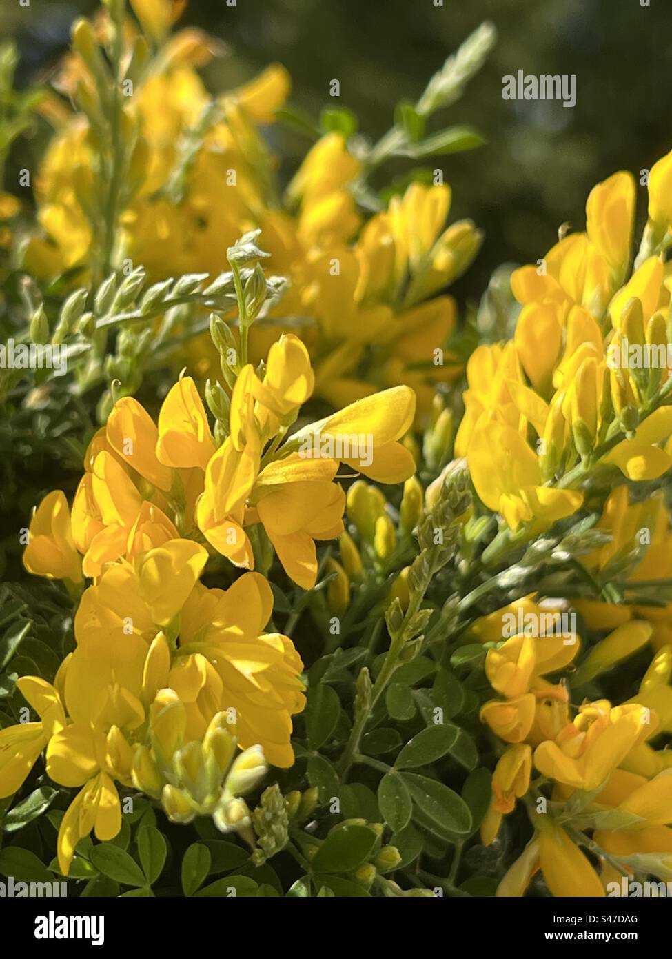 Shrub with yellow flowers hi res stock photography and images alamy