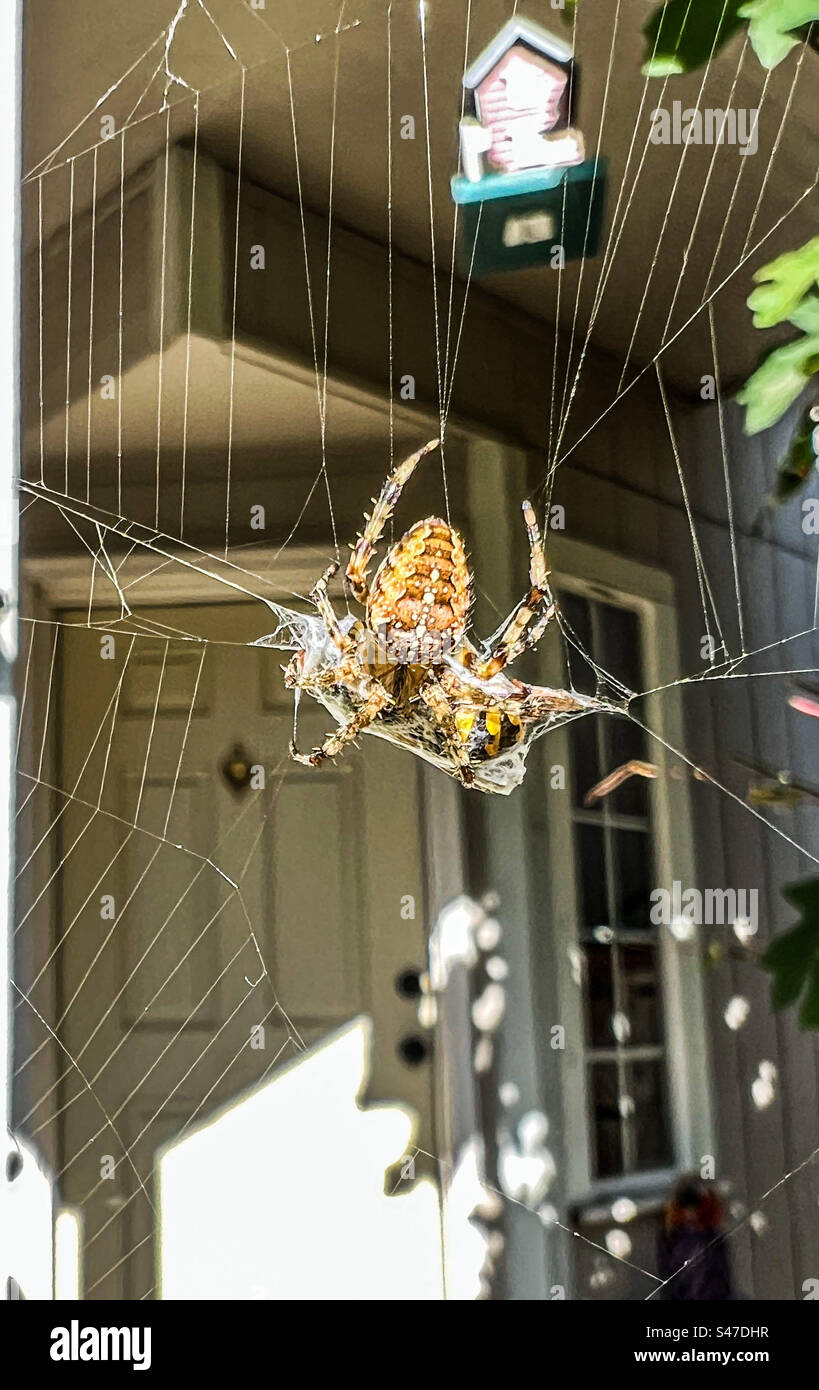 Spider web - Smartphone Captured Stock Image