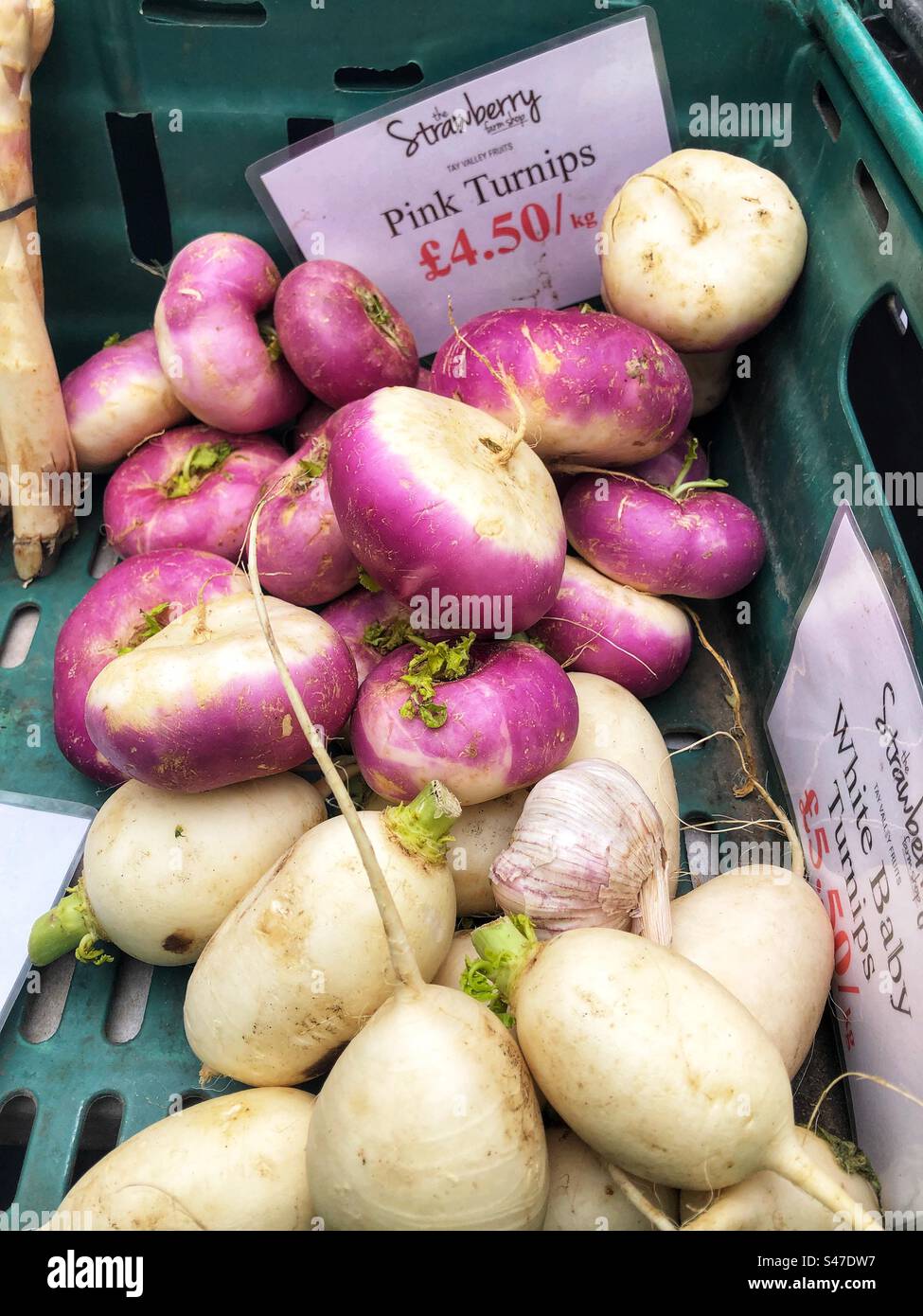 Pink and White baby turnips for sale at farmers market Stock Photo