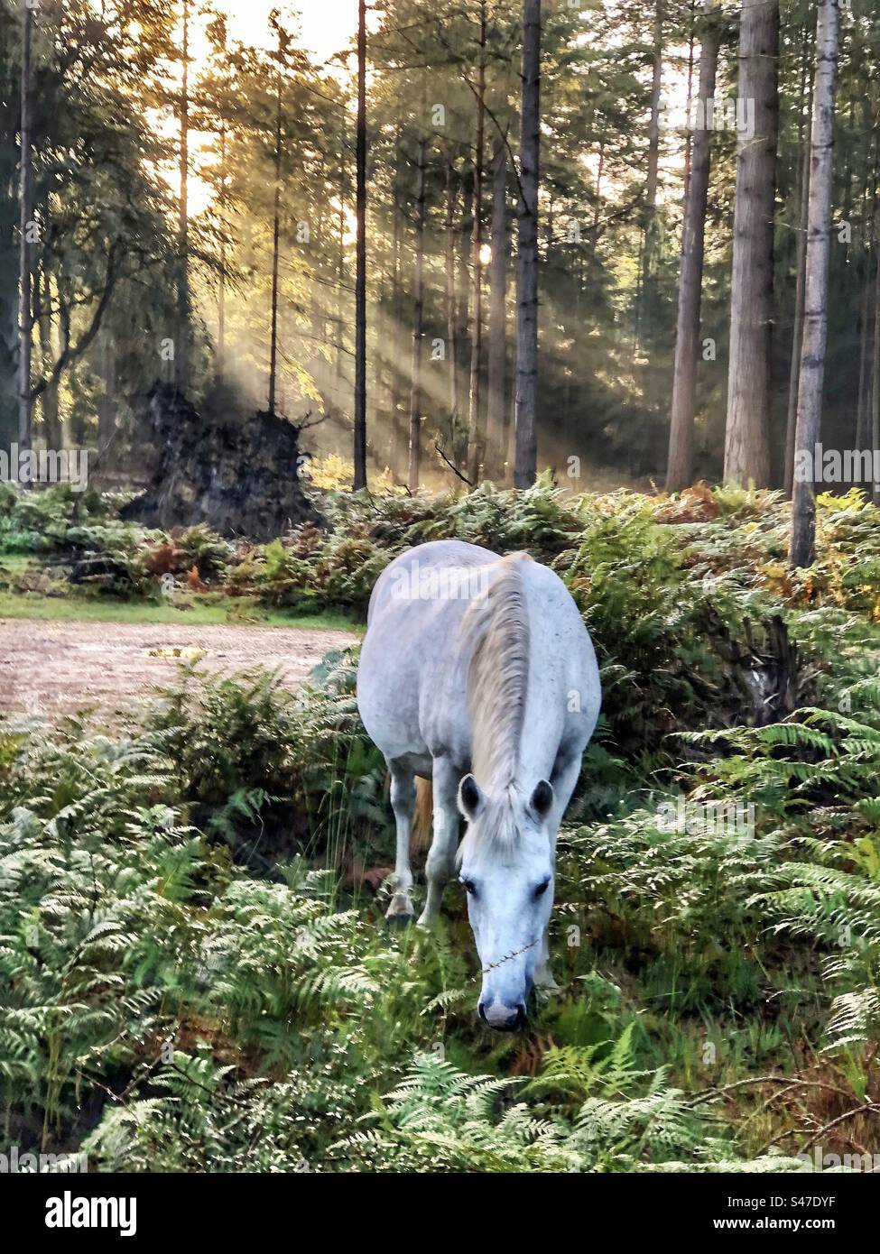 Pony grazing at sunrise in the New Forest National Park - Smartphone Captured Stock Image