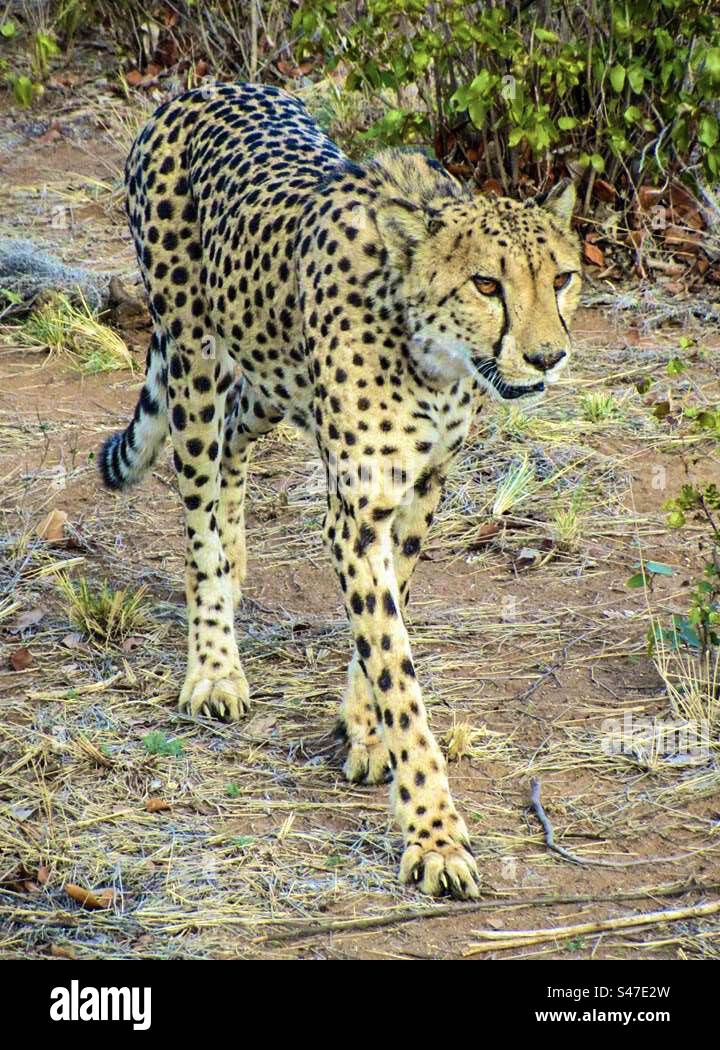 Cheetah at Otjitotongwe Cheetah Park in Namibia, Africa - Smartphone Captured Stock Image
