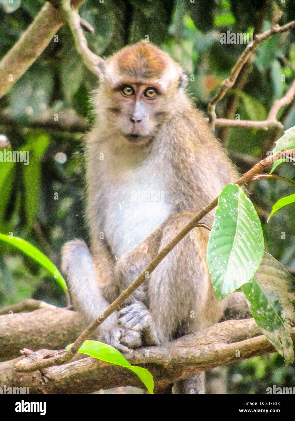 Monkey - Smartphone Captured Stock Image