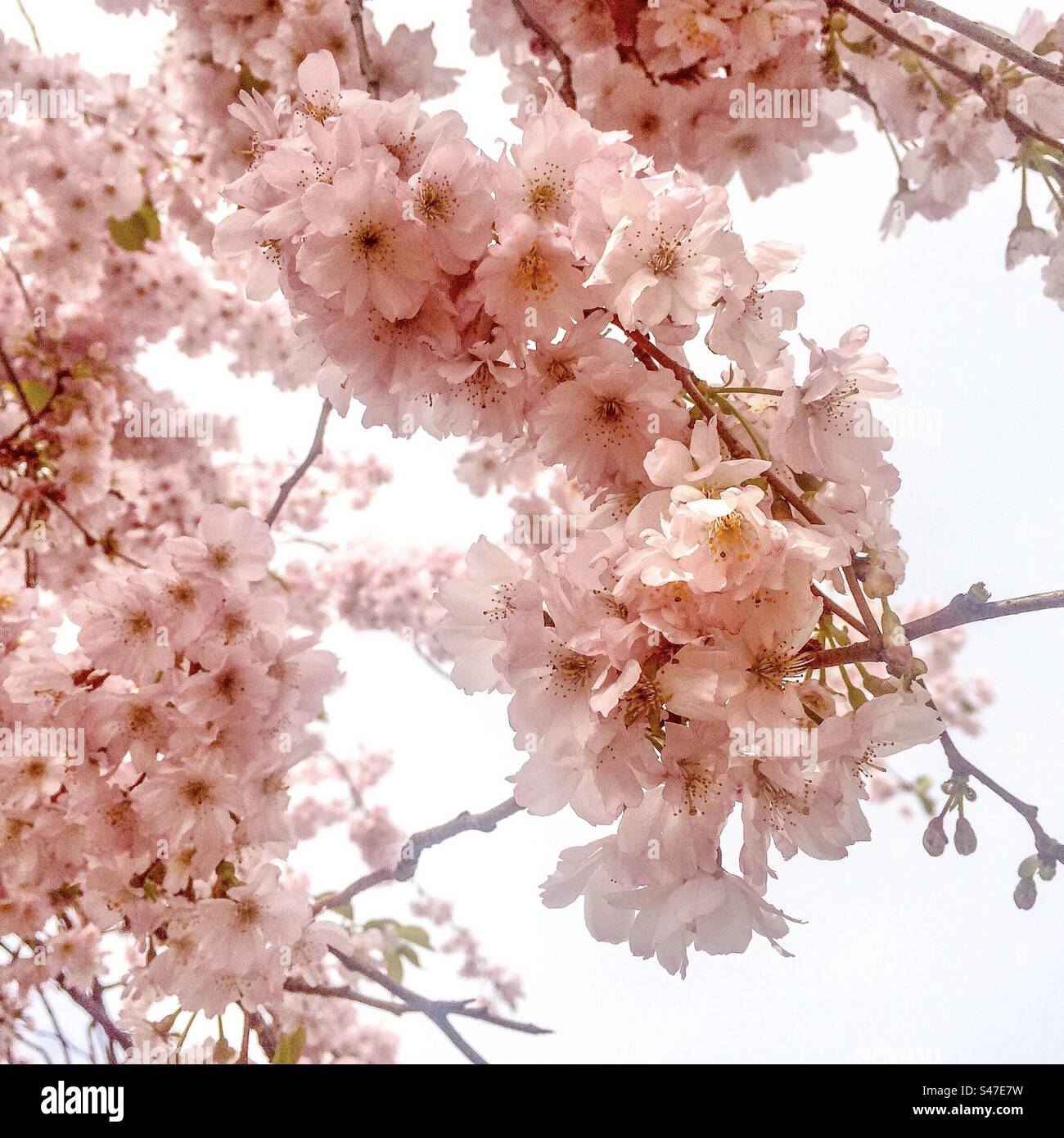 Cherry Blossom - Smartphone Captured Stock Image