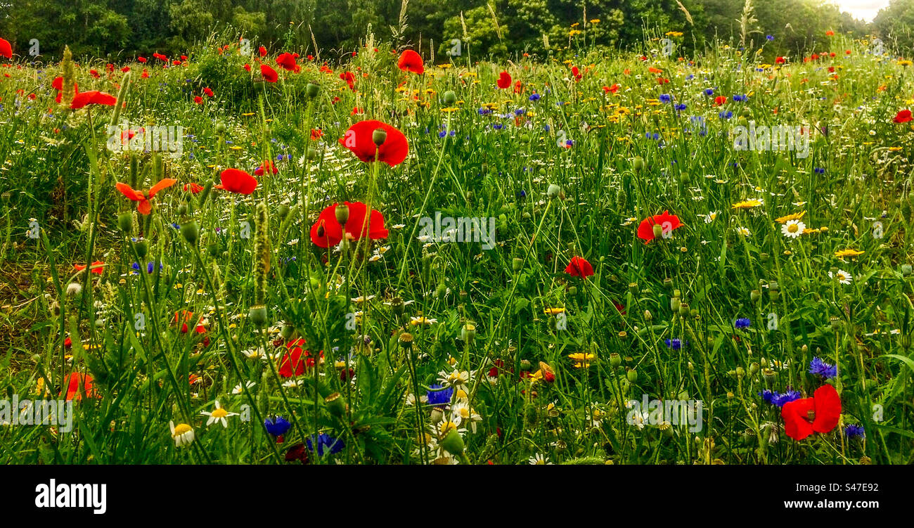 Blue cornflower bee wildflowers hi-res stock photography and images - Alamy