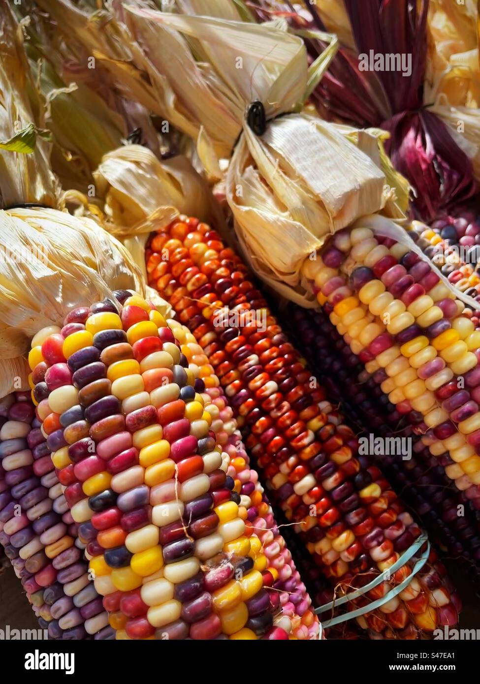 Close up of colorful cobs of Indian corn, 2023, New England, United States - Smartphone Captured Stock Image