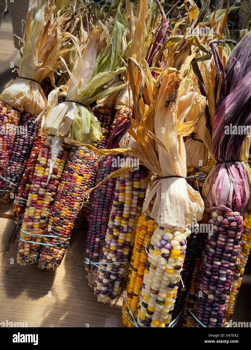 Autumn decorations of bundles of Indian corn, 2023, New England, United States - Smartphone Captured Stock Image