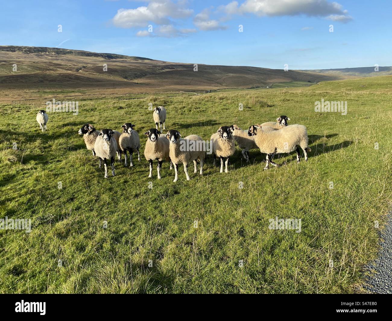 Friendly sheep hi-res stock photography and images - Alamy