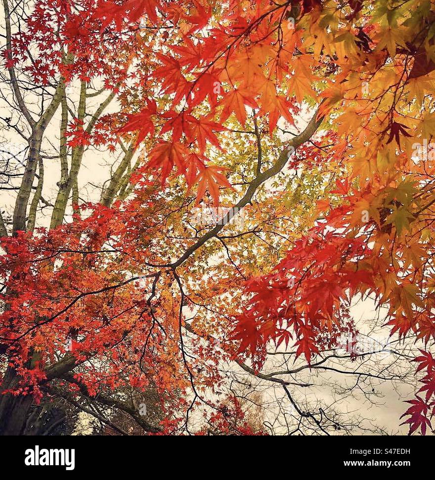 Vibrant colours of Maple Tree in Autumn, London - Smartphone Captured Stock Image