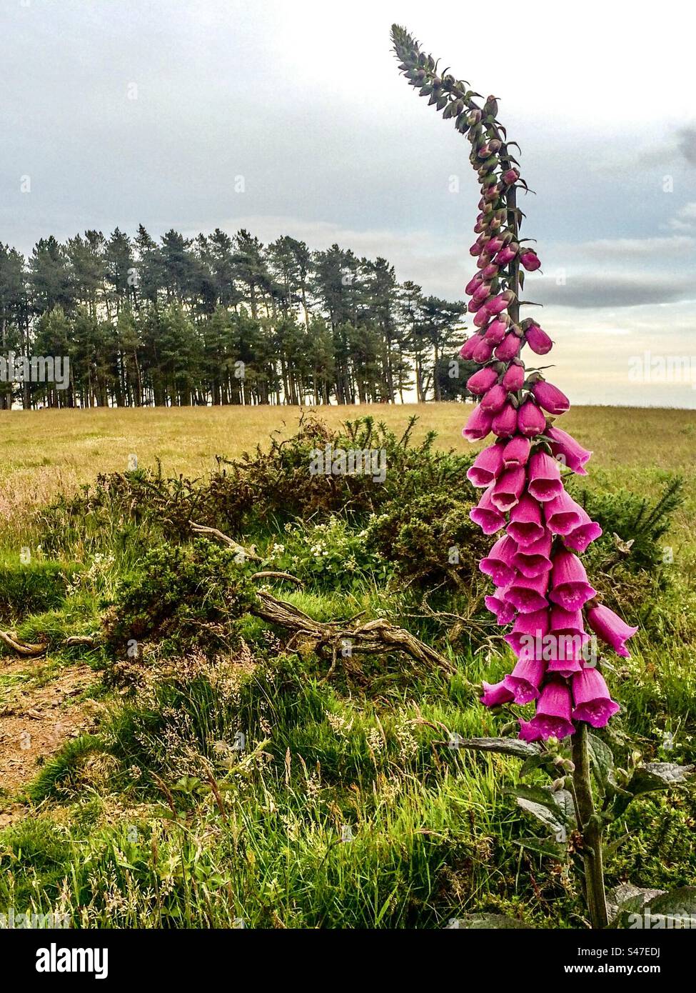 Foxglove on May Hill, Forest of Dean - Smartphone Captured Stock Image