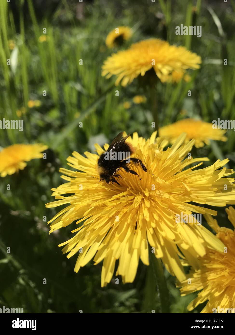 Bumble bee sitting on dandelion flower - Smartphone Captured Stock Image