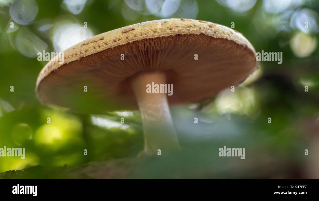 Closeup of a mushroom in a forest during autumn - Smartphone Captured Stock Image