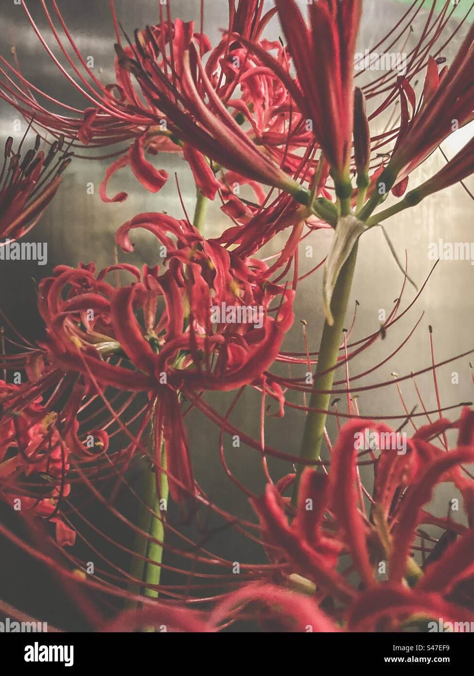 Red spider lilies at nighttime Stock Photo