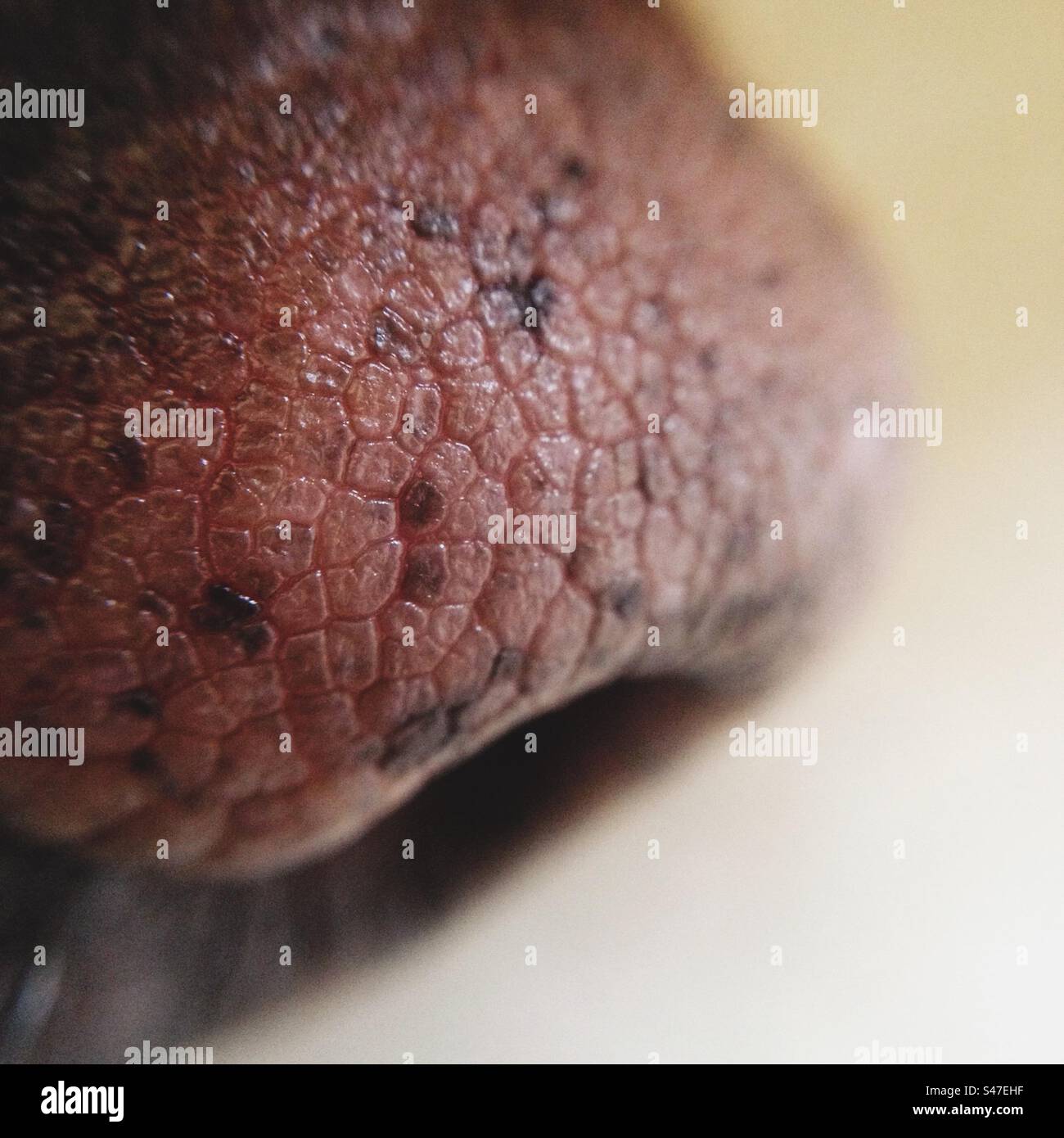 Close up of a dog’s nose clicked with a macro lens Stock Photo