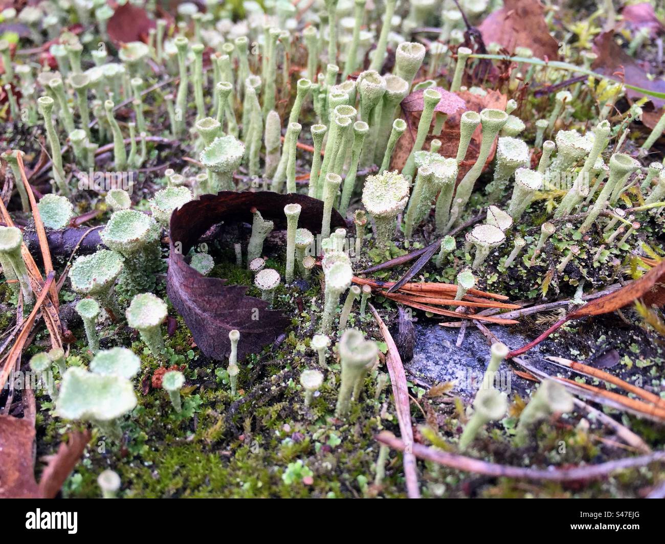 Light green Cladonia deformis, lesser sulphur cup fungi fungus mashrooms - Smartphone Captured Stock Image