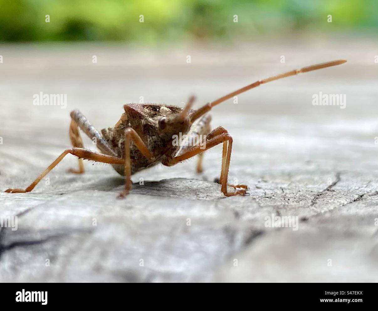 Bug closeup hi-res stock photography and images - Alamy