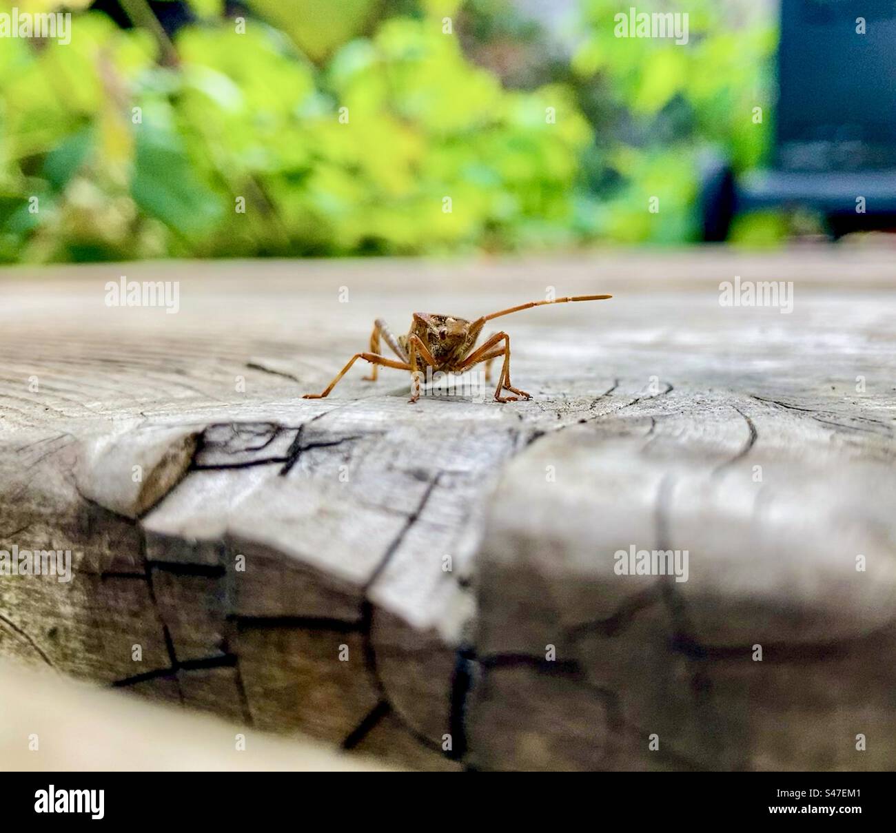 Closeup of a western conifer seed bug on a cedar deck. - Smartphone Captured Stock Image