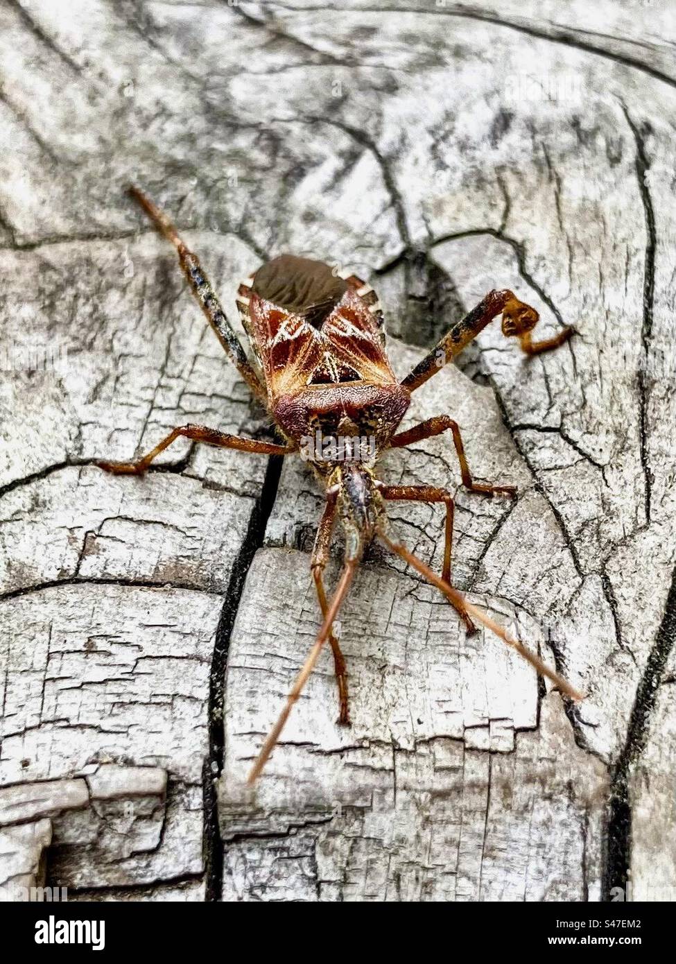 Closeup of a western conifer seed bug on a cedar deck. - Smartphone Captured Stock Image