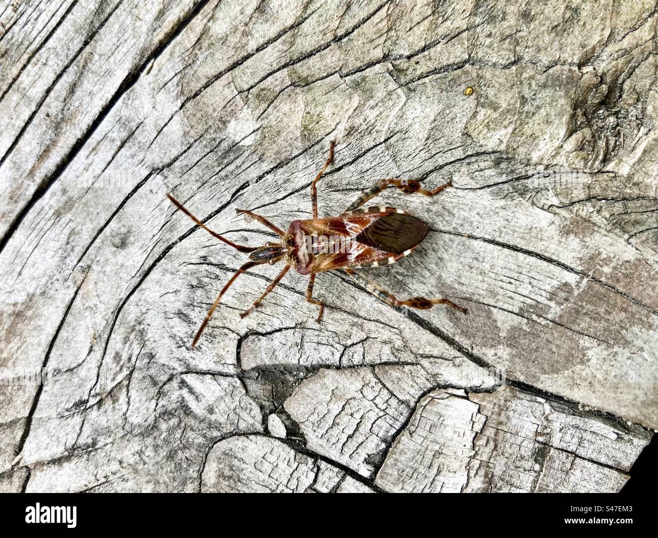 Closeup of a western conifer seed bug on a cedar deck. - Smartphone Captured Stock Image
