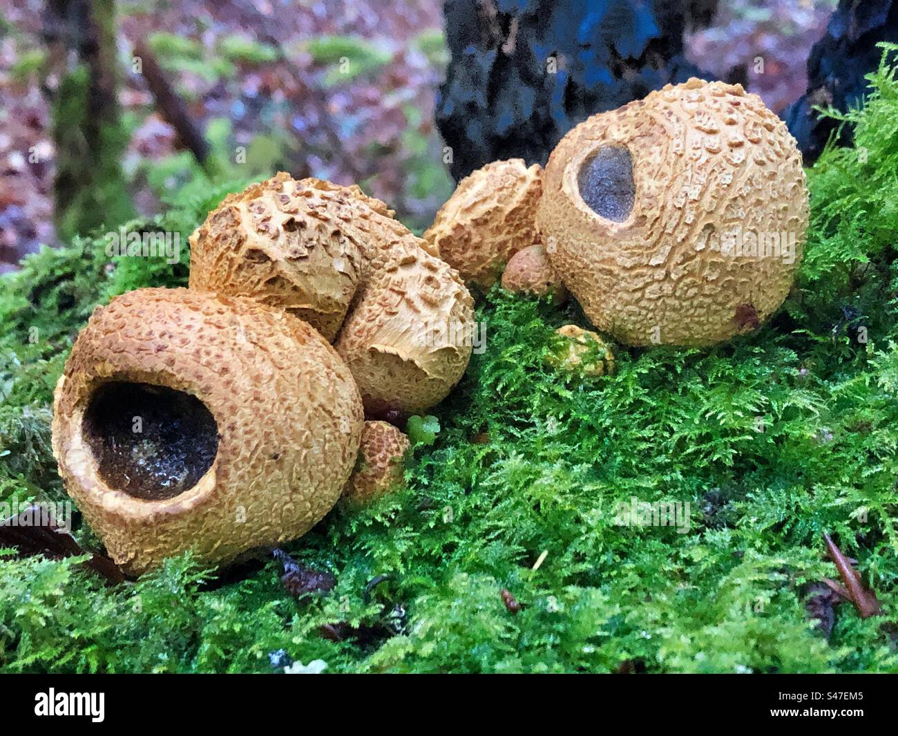Common Earth-ball Fungus (Scleroderma Citrinum). growing in the New Forest Hampshire, United Kingdom. - Smartphone Captured Stock Image