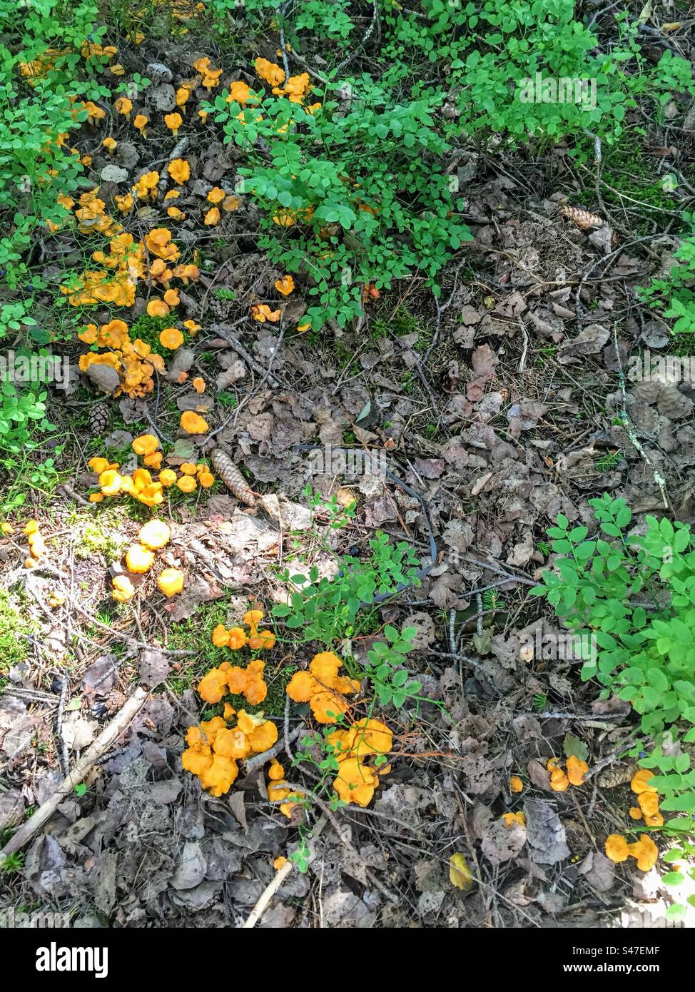 Plenty of orange yellow chanterelles cantharellus cibarius growing in the forest soil - Smartphone Captured Stock Image