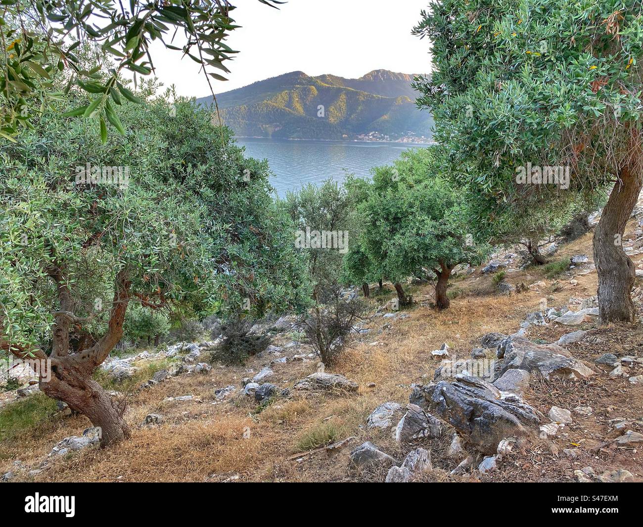 Olive trees grove with sea and mountain view at sunset on Thassos island in Greece. - Smartphone Captured Stock Image