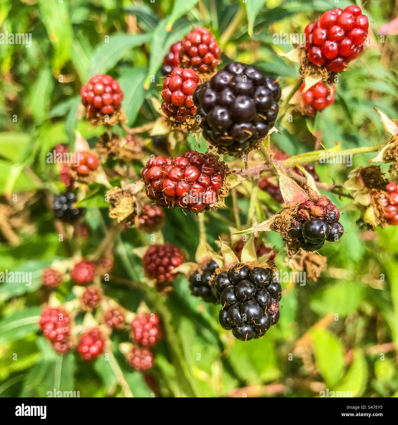 Blackberries - Smartphone Captured Stock Image