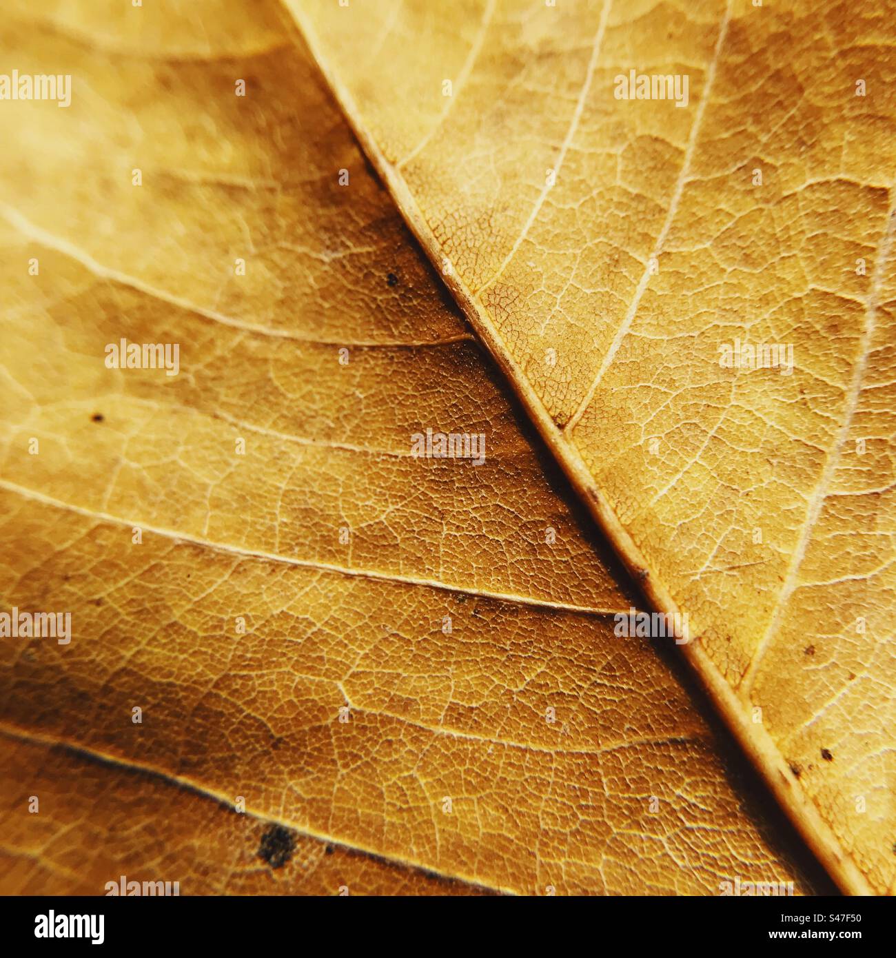 A close up macro photo of a leaf - Smartphone Captured Stock Image