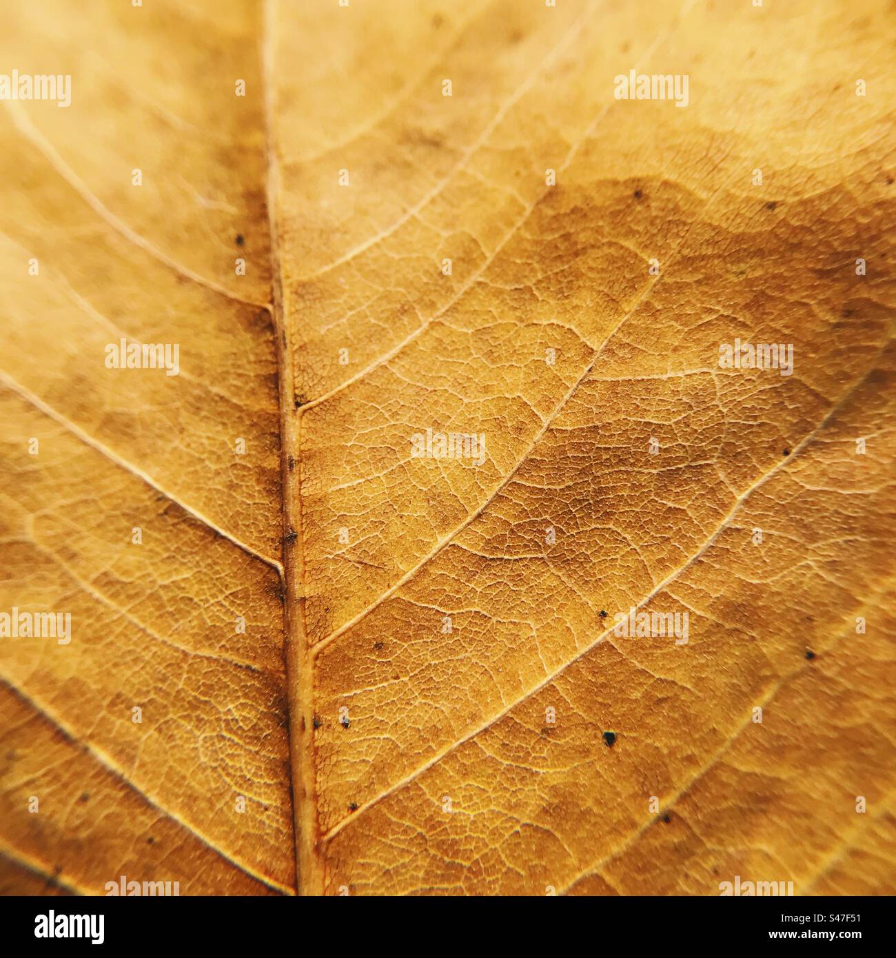 A close up macro photo of a leaf - Smartphone Captured Stock Image