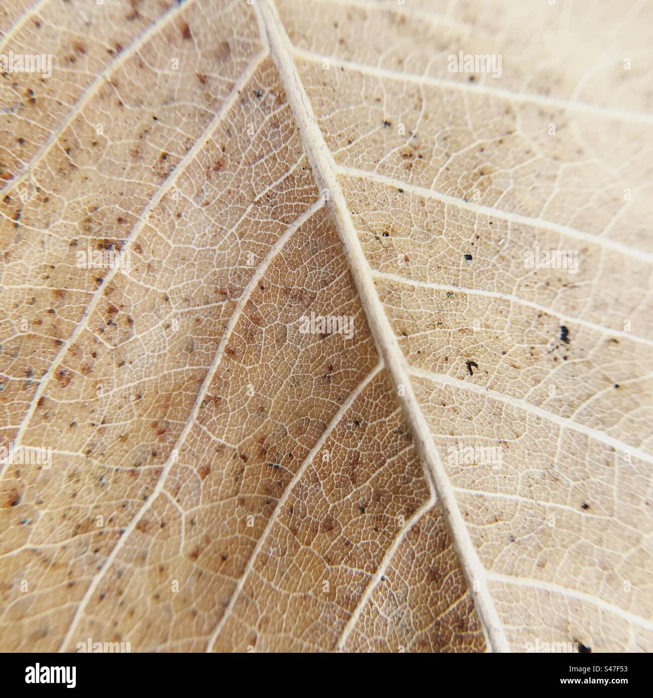 A close up macro photo of a leaf - Smartphone Captured Stock Image