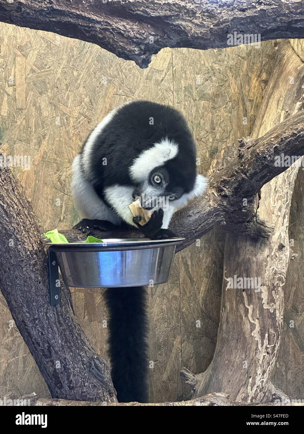 Beautiful lampoor in the Prague ZOO - Smartphone Captured Stock Image