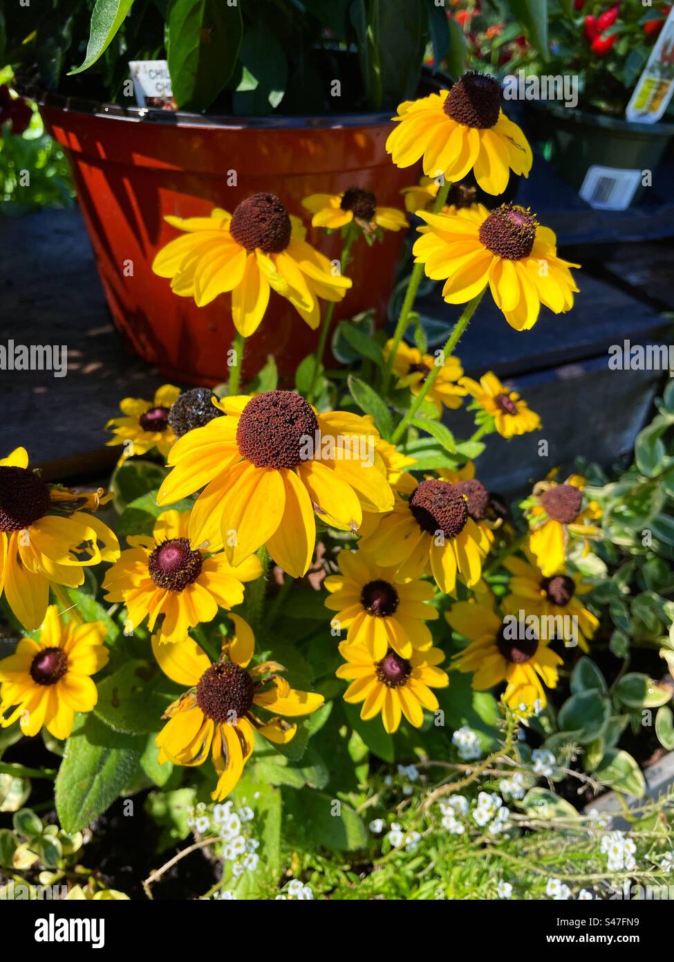Black-eyed Susans are a type of coneflower, 2023, United States - Smartphone Captured Stock Image