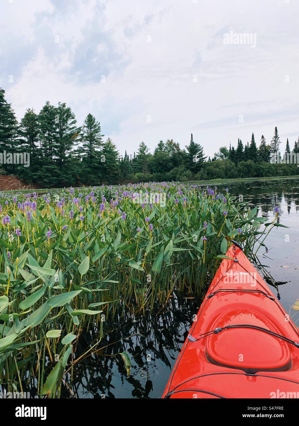 A red kayak in the water, nosed into water flora, looking towards the